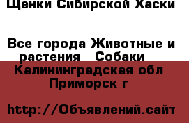 Щенки Сибирской Хаски - Все города Животные и растения » Собаки   . Калининградская обл.,Приморск г.